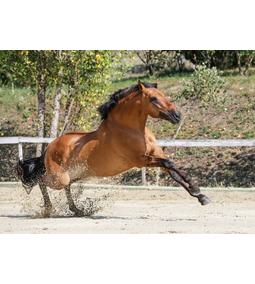 Megújultak Goldhorse lótápjaink!!